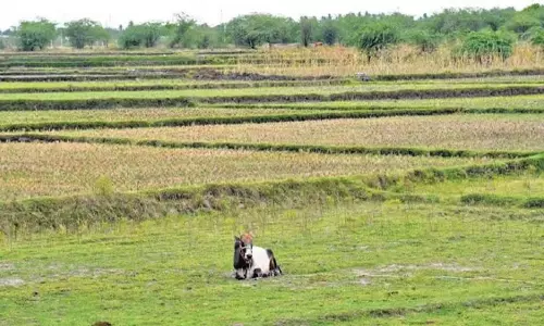 Tamil Nadu: रामनाथपुरम में किसान सांबा फसल को बचाने के लिए संघर्ष कर रहे Tamil Nadu: रामनाथपुरम में किसान सांबा फसल को बचाने के लिए संघर्ष कर रहे