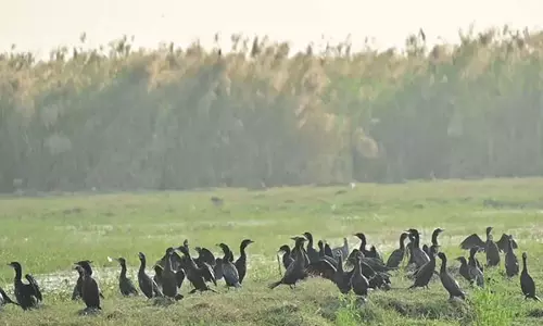 सर्दी शुरू होते ही Odisha की चिलिका झील में प्रवासी पक्षी आने लगे हैं