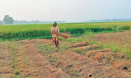 Andhra Pradesh में धान खरीद प्रक्रिया आसान हुई