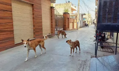 Haryana : जुड़वां शहरों में आवारा कुत्तों का आतंक खत्म नहीं हो रहा Haryana : जुड़वां शहरों में आवारा कुत्तों का आतंक खत्म नहीं हो रहा