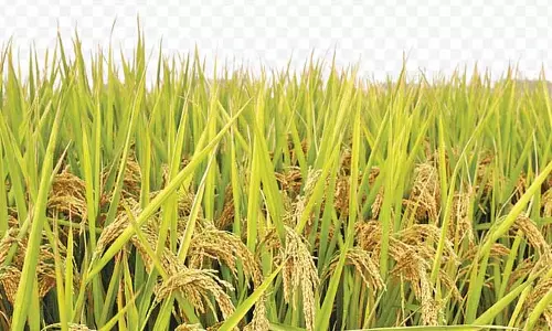 Paddy Glut: किसानों को फसल कटाई के लिए अवकाश लेने को कहा गया
