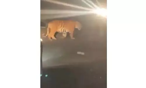 MH: महाराष्ट्र से बाघ तेलंगाना के निर्मल में घुसा