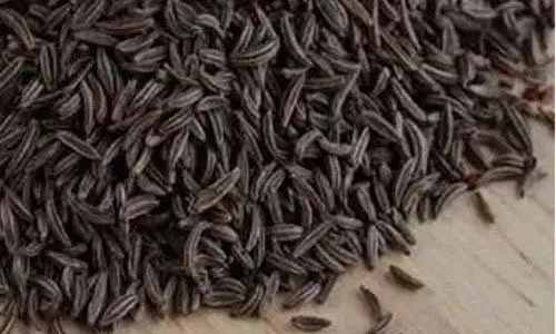 J&K: कृषि विभाग ने पंपोर में काले जीरे का परीक्षण शुरू किया
