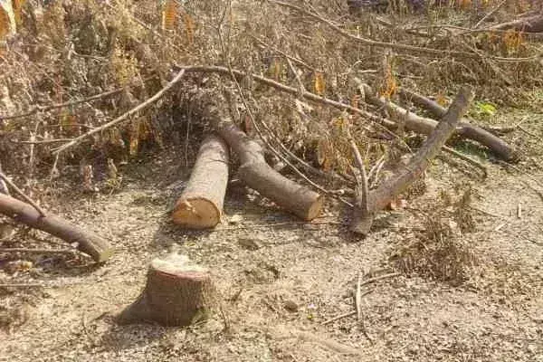 Adityapur: प्रभात पार्क के काटे गए पेड़ का मामला पकड़ रहा तूल Adityapur: प्रभात पार्क के काटे गए पेड़ का मामला पकड़ रहा तूल
