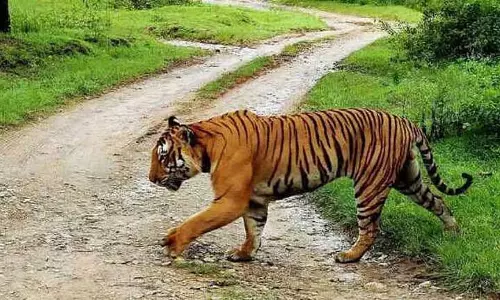 Assam : दरांग जिले में बाघ के हमले में ग्रामीण किसान घायल