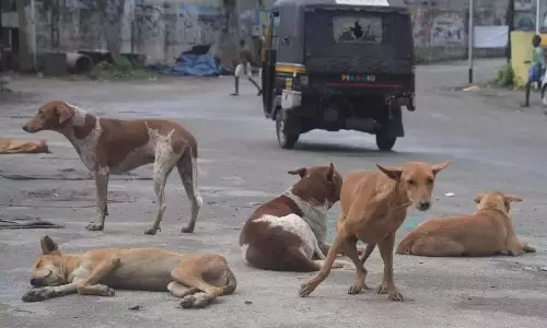 GHMC नींद से जागा, आवारा कुत्तों की समस्या पर काबू पाने के लिए आगे आया GHMC नींद से जागा, आवारा कुत्तों की समस्या पर काबू पाने के लिए आगे आया