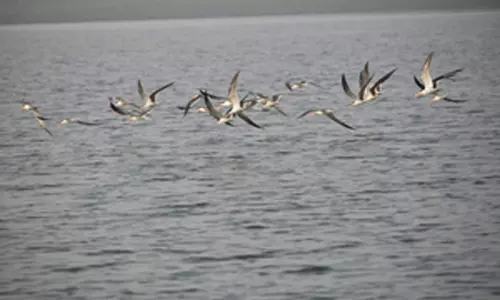 महाकुंभ : संगम की कलकल में दिख रही 90 से ज्यादा प्रजातियों के पक्षियों की कलरव