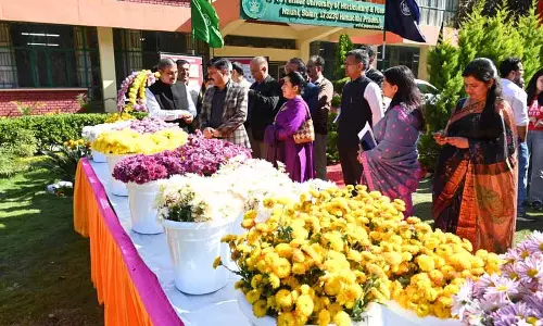 Nauni बागवानी विश्वविद्यालय में गुलदाउदी की छटा छाई