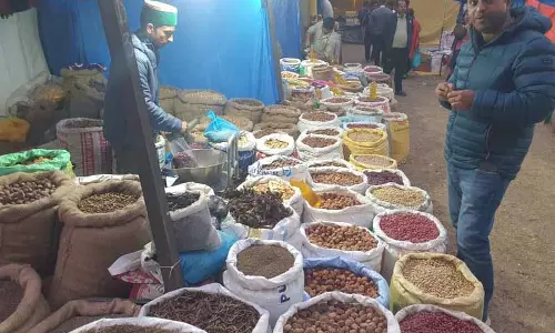 सेब की बढ़ती खेती के बीच Kinnaur की पारंपरिक जैविक फसलों में गिरावट