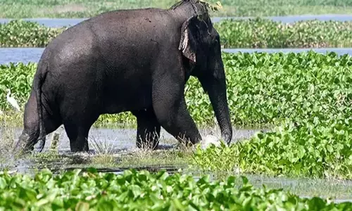 Tamil Nadu: जंगली हाथी ने 55 वर्षीय व्यक्ति को कुचलकर मार डाला Tamil Nadu: जंगली हाथी ने 55 वर्षीय व्यक्ति को कुचलकर मार डाला