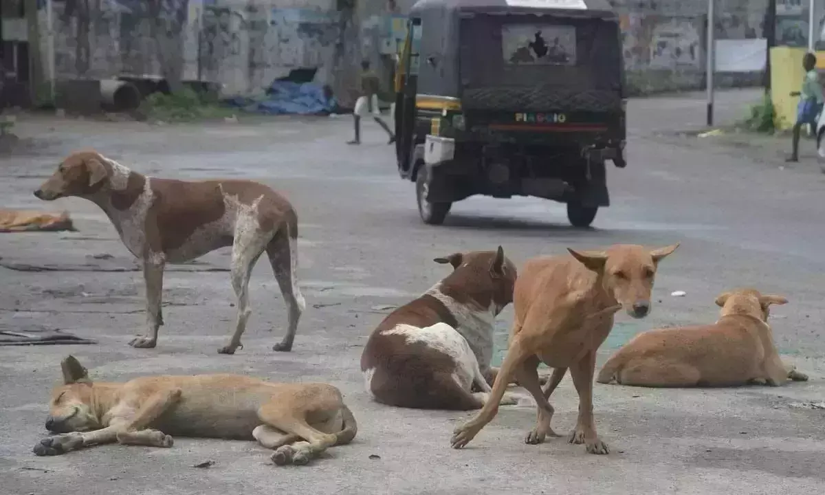 नींद से जागी GHMC, आवारा कुत्तों की समस्या पर काबू पाने के लिए आगे आई नींद से जागी GHMC, आवारा कुत्तों की समस्या पर काबू पाने के लिए आगे आई