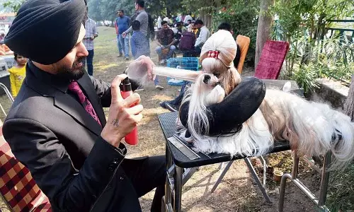 Panchkula में कुत्तों का शो बहुत लोकप्रिय Panchkula में कुत्तों का शो बहुत लोकप्रिय