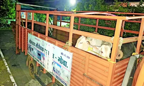 GOA: सड़कों पर आवारा पशु सभी के लिए खतरा GOA: सड़कों पर आवारा पशु सभी के लिए खतरा