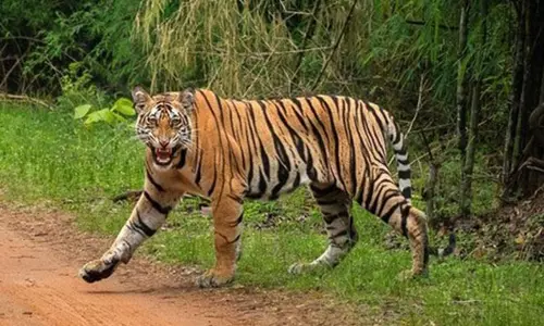 Assam: काजीरंगा राष्ट्रीय उद्यान में बाघ का शव मिला, अधिकारियों को क्षेत्रीय लड़ाई का संदेह