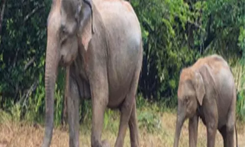 Odisha के संबलपुर में तीन हाथी मृत पाए गए