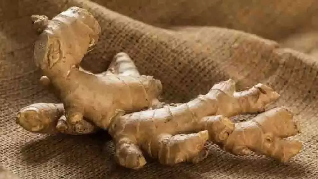 Benefits of Ginger: महंगी दवाओं को भूल जाएंगे आप जब पता चलेंगे अदरक के ये गुण