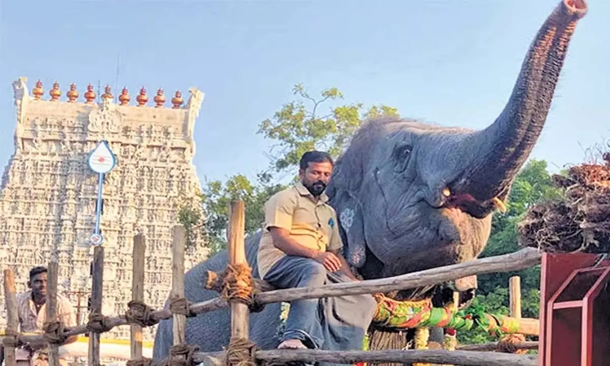 Tamil Nadu: तिरुचेंदूर मंदिर के हाथी ने महावत और उसके परिजनों को मार डाला