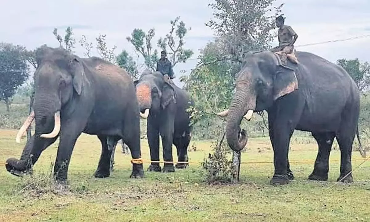 Tamil Nadu: मसिनागुडी में जनगणना ड्यूटी पर तैनात वनकर्मियों पर हाथी ने किया हमला