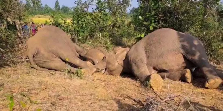 संबलपुर जिले के जंगली जंबो खतरे में