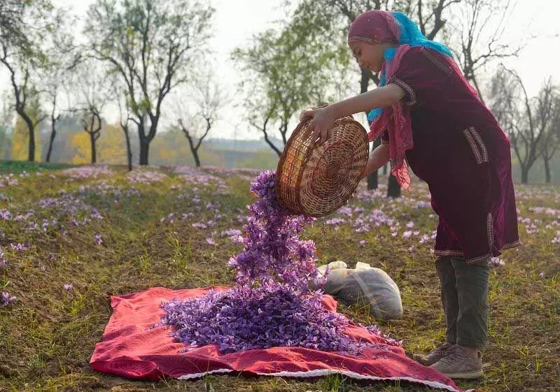 Kashmir घाटी में कम बारिश के कारण केसर का उत्पादन घटा