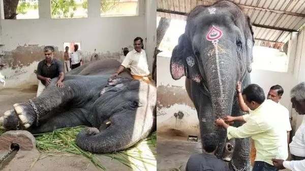 अभी भी ठीक नहीं, खा नहीं रहा.. तिरुचेंदुर हाथी को क्या हुआ? एकमात्र समाधान