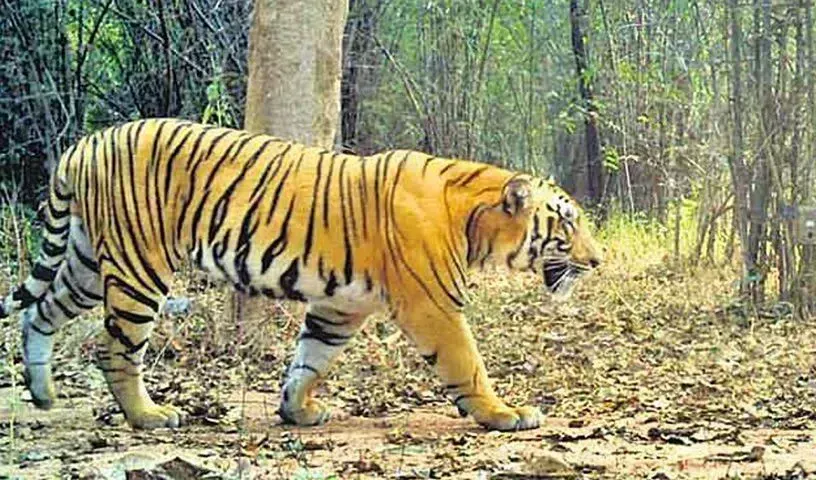 Tiger जॉनी को अन्य बाघों से प्रतिस्पर्धा के बिना साथी मिलने की संभावना