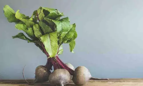Health: चुकंदर से भी ज्यादा फायदेमंद हैं इसके पत्ते Health: चुकंदर से भी ज्यादा फायदेमंद हैं इसके पत्ते