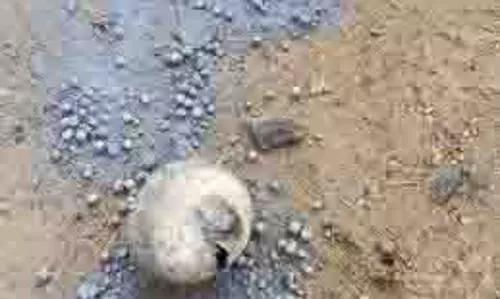 Bihar News: 5 देसी बम और 7 खोखे मिलने से हड़कंप Bihar News: 5 देसी बम और 7 खोखे मिलने से हड़कंप
