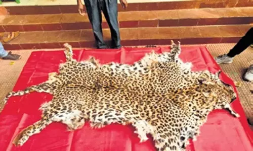 Odisha: तेंदुए की खाल के साथ तीन गिरफ्तार Odisha: तेंदुए की खाल के साथ तीन गिरफ्तार