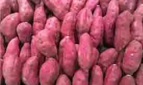 Health Tips: सर्दियों के मौसम में शकरकंद का सेवन है बहुत अच्छा