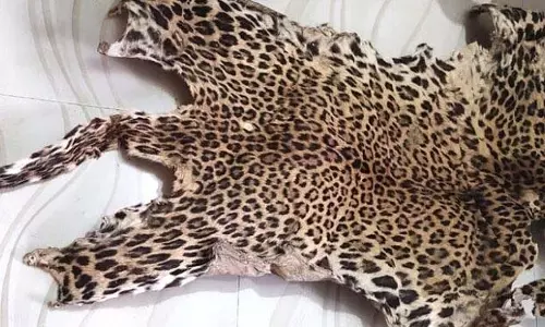 ओडिशा के मयूरभंज जिले में तेंदुए की खाल जब्त, तीन गिरफ्तार