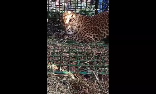 Jalpaiguri चाय बागान में आवारा तेंदुआ फंसा, वापस जंगल में छोड़ा गया