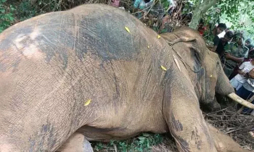 ओडिशा के संबलपुर में बिजली का करंट लगने से तीन हाथियों की मौत