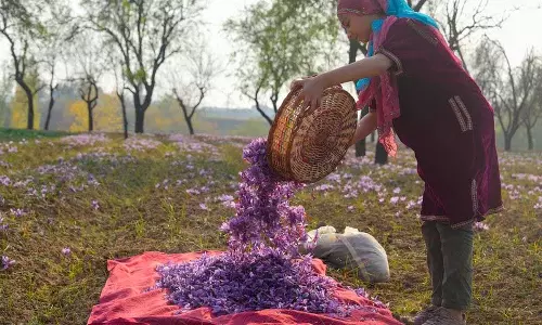 Kashmir घाटी में कम बारिश के कारण केसर का उत्पादन घटा