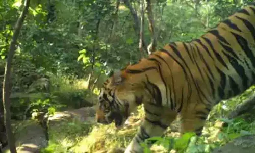 पंकज कुमार झा ने किया भूपेश के कारनामे का नया खुलासा