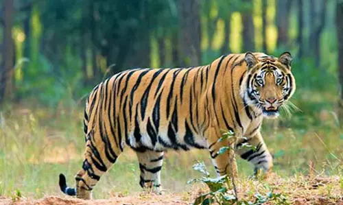 Assam : काजीरंगा में बाघ की मौत रहस्यपूर्ण, आपसी लड़ाई का संदेह Assam : काजीरंगा में बाघ की मौत रहस्यपूर्ण, आपसी लड़ाई का संदेह