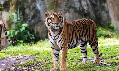 Assam : मंगलदाई में आवारा रॉयल बंगाल टाइगर को पकड़ने के लिए
