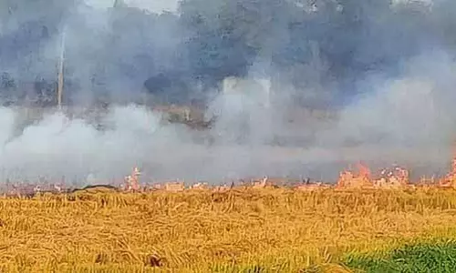 Punjab में एक दिन में पराली जलाने की 1,251 घटनाएं दर्ज