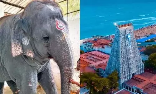 प्राकृतिक आपदाएँ घटित होंगी? तिरुचेंदूर मंदिर के हाथी को मारना अपशकुन?