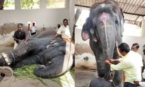 अभी भी ठीक नहीं, खा नहीं रहा.. तिरुचेंदुर हाथी को क्या हुआ? एकमात्र समाधान अभी भी ठीक नहीं, खा नहीं रहा.. तिरुचेंदुर हाथी को क्या हुआ? एकमात्र समाधान