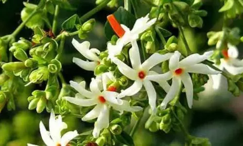 रात की रानी का पौधा घर पर उगाए