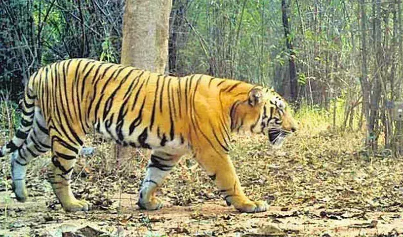 Tiger जॉनी को अन्य बाघों से प्रतिस्पर्धा के बिना साथी मिलने की संभावना