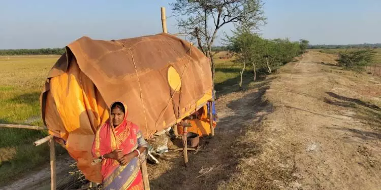 केंद्रपाड़ा जिले में जंगली सूअरों ने धान की फसल को नुकसान पहुंचाया