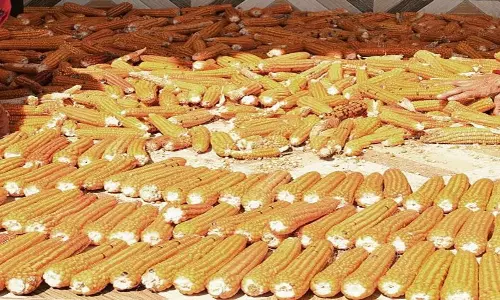 Himachal: मक्का खरीद के लिए 24 केंद्र स्थापित Himachal: मक्का खरीद के लिए 24 केंद्र स्थापित