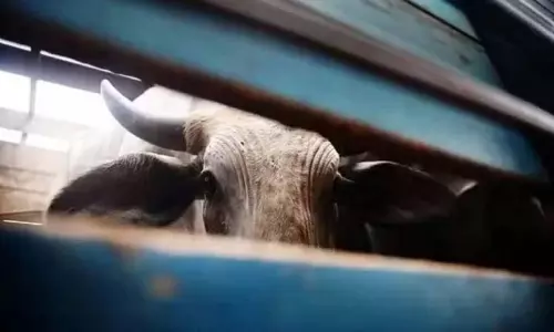 Demo के पास सरगुआ में तीन मवेशी चोर