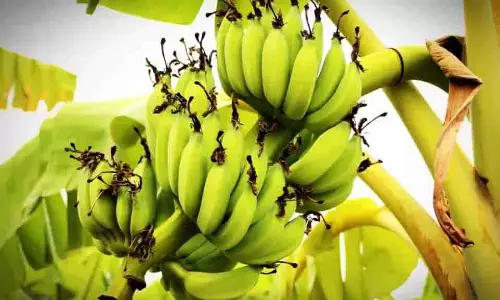 Health Benefits of Raw Banana: दैनिक आहार में कच्चे केले को शामिल करें, मिलेंगे  अद्भुत  लाभ