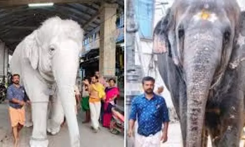 तिरुचेंदूर में मंदिर के हाथी ने केयरटेकर और रिश्तेदार की हत्या कर दी