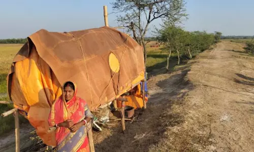केंद्रपाड़ा जिले में जंगली सूअरों ने धान की फसल को नुकसान पहुंचाया