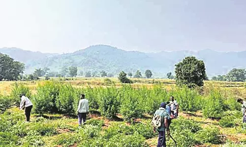 14 एकड़ वन भूमि पर भांग के पौधे नष्ट किये गये 14 एकड़ वन भूमि पर भांग के पौधे नष्ट किये गये