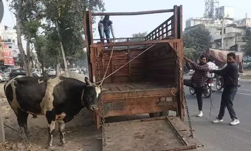 Haryana : एमसीवाईजे ने 22 आवारा मवेशियों को गौशाला भेजा